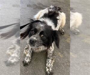 Chihuahua-Unknown Mix Dogs for adoption in San Bernardino, CA, USA