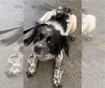 BEATRICE - Female Chihuahua-Unknown Mix Dog for Adoption - Small photo