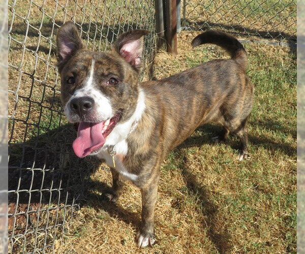 Medium Photo #2 American Pit Bull Terrier-Unknown Mix Puppy For Sale in Oklahoma City, OK, USA