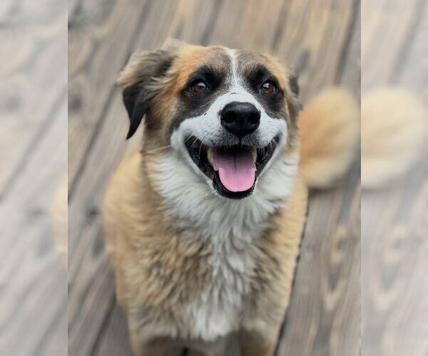 Medium Photo #3 Australian Shepherd-Unknown Mix Puppy For Sale in Dana Point, CA, USA