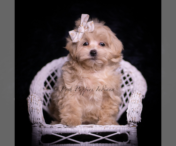 Medium Photo #3 Maltipoo (Toy) Puppy For Sale in WARSAW, IN, USA