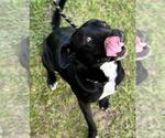 Small #2 Labrador Retriever Mix