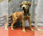 Small Labrador Retriever Mix