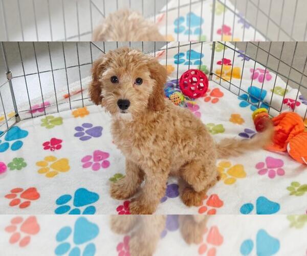 Medium Photo #7 Cavapoo mix (+ Poodle Miniature) Puppy For Sale in ORO VALLEY, AZ, USA