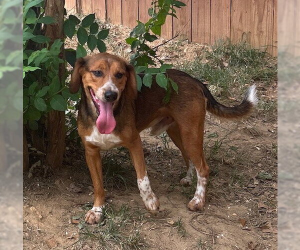 Medium Photo #2 Beagle-Unknown Mix Puppy For Sale in Wetumpka, AL, USA