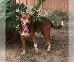 Small #1 Beagle Mix