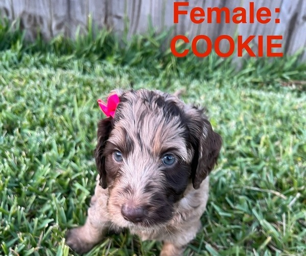 Medium Photo #6 Labradoodle Puppy For Sale in PRAIRIEVILLE, LA, USA