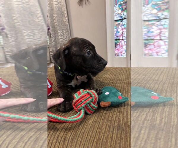 Medium Photo #9 Staffordshire Bull Terrier-Unknown Mix Puppy For Sale in Holly Springs, NC, USA