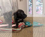 Small #8 Staffordshire Bull Terrier Mix