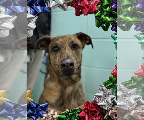 Medium Photo #1 Mutt Puppy For Sale in Sykesville, MD, USA