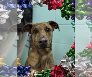 Mutt Dogs for adoption in Sykesville, MD, USA