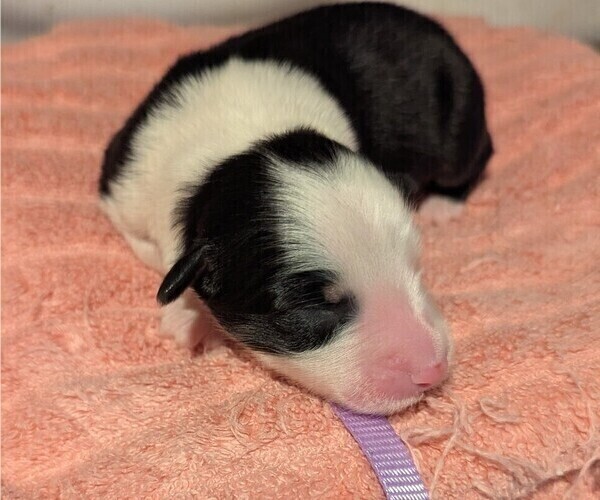 Medium Photo #58 Australian Shepherd Puppy For Sale in SYLVA, NC, USA