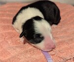 Small Photo #58 Australian Shepherd Puppy For Sale in SYLVA, NC, USA