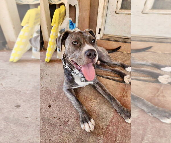 Medium Photo #5 American Pit Bull Terrier-American Staffordshire Terrier Mix Puppy For Sale in Mesa, AZ, USA
