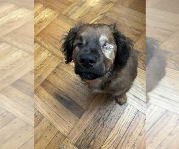 Medium Photo #6 Chow Chow-Cocker Spaniel Mix Puppy For Sale in New York, NY, USA