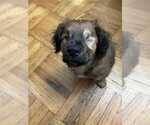 Small #5 Chow Chow-Cocker Spaniel Mix