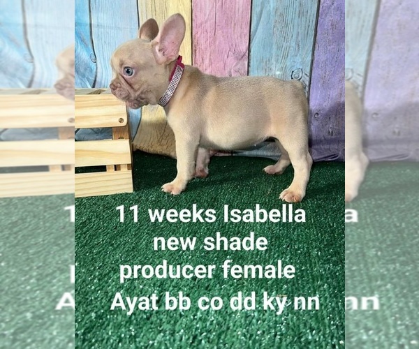 Medium Photo #47 French Bulldog Puppy For Sale in CAPE CORAL, FL, USA
