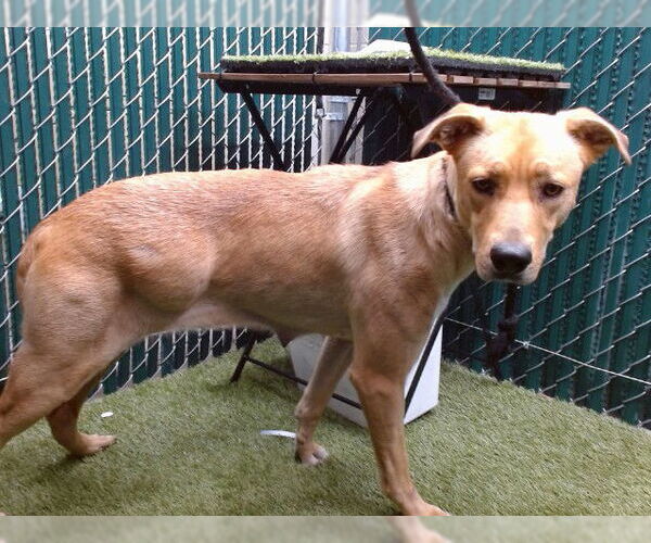 Medium Photo #1 Labrador Retriever-Unknown Mix Puppy For Sale in Downey, CA, USA