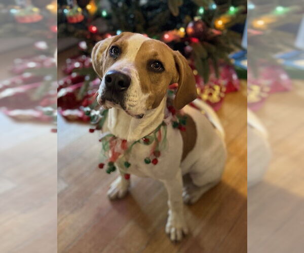 Medium Photo #2 Mutt Puppy For Sale in Conway, AR, USA