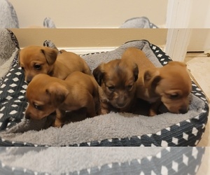 Chiweenie Litter for sale in PINSON, AL, USA