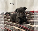 Small Photo #4 Pug Puppy For Sale in BRIDGEWATER, VA, USA