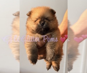 Pomeranian Puppy for sale in LEHIGH ACRES, FL, USA