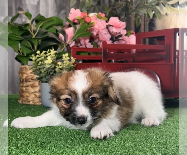 Medium Photo #4 Papillon Puppy For Sale in CANOGA, NY, USA