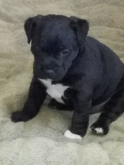 Jack Russell Terrier-Patterdale Terrier Mix Puppy for sale in BREWSTER, WA, USA
