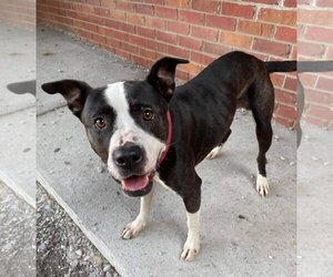 Lady P - Female Labrador Retriever-Unknown Mix Dog for Adoption - Photo #7