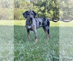 Puppy Silvie Catahoula Leopard Dog