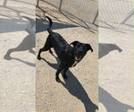 Small #1 Labrador Retriever Mix