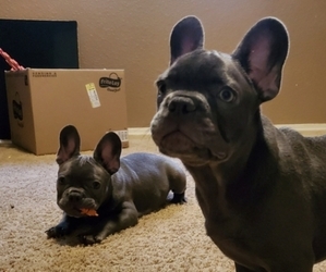 French Bulldog Puppy for sale in ELK GROVE, CA, USA