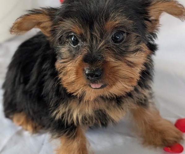 Medium Photo #23 Yorkshire Terrier Puppy For Sale in GOSHEN, IN, USA