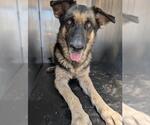 Small German Shepherd Dog Mix