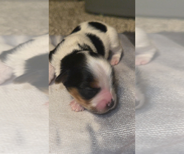 Medium Photo #1 Yorkshire Terrier Puppy For Sale in CORRY, PA, USA