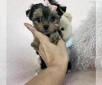 Small #11 Maltese