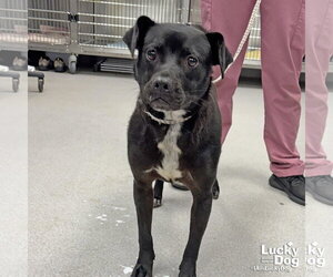 Labrador Retriever-Unknown Mix Dogs for adoption in Washington, DC, USA