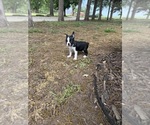 Small #7 Boston Terrier