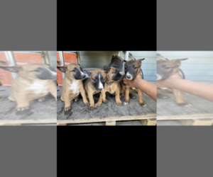 Malinois-Unknown Mix Puppy for sale in MOSES LAKE, WA, USA