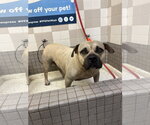 Small #4 Bullmastiff Mix