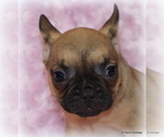 Small Photo #35 French Bulldog Puppy For Sale in WINNSBORO, TX, USA