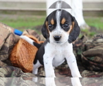 Small Photo #1 Beagle Puppy For Sale in SHILOH, OH, USA