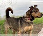 Small #11 Mutt