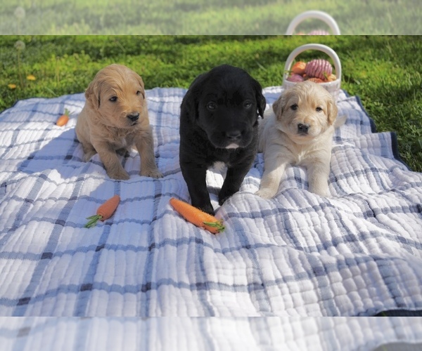 Medium Photo #16 Goldendoodle Puppy For Sale in MATTHEWS, NC, USA