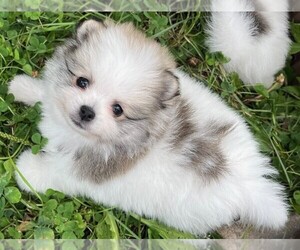 Pomeranian Puppy for sale in LISLE, IL, USA