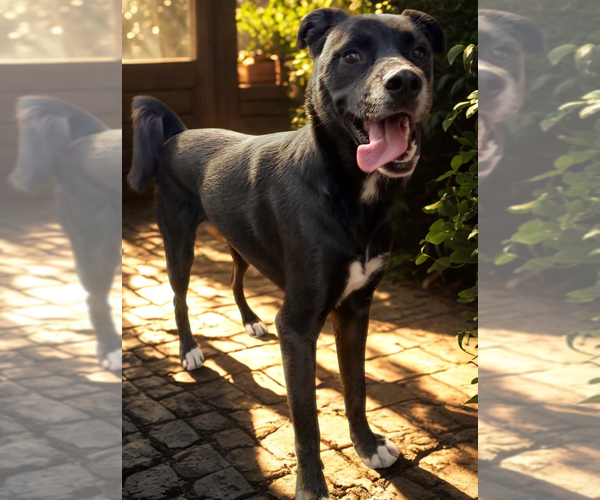 Medium Photo #6 Border Collie-Unknown Mix Puppy For Sale in San Diego, CA, USA