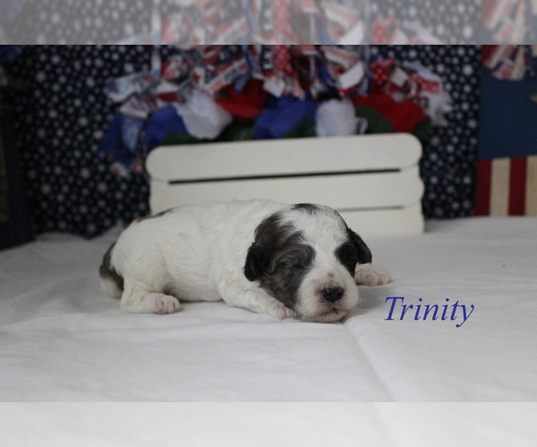 Medium Photo #10 Poodle (Miniature) Puppy For Sale in CHANUTE, KS, USA