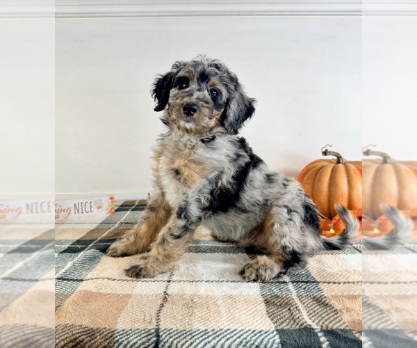 Medium Photo #5 Bernedoodle (Miniature) Puppy For Sale in GREENFIELD, IN, USA
