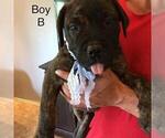 Small Photo #2 Bullmastiff Puppy For Sale in WILLARD, MO, USA
