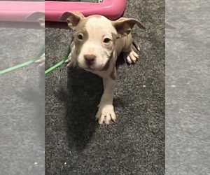 Medium American Bully